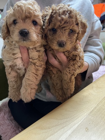 �� ����܂� MIX �_�ސ쌧 35486