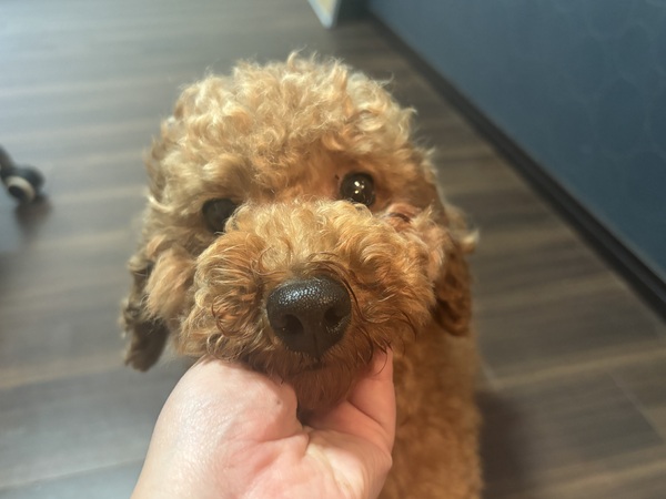 �� ����܂� �g�C�v�[�h�� ���Ɍ� 35489