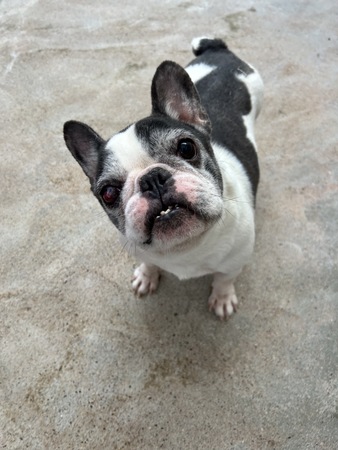 �� ����܂� �t�����`�u���h�b�O ���ꌧ 35497