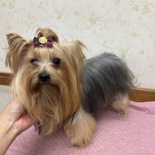 �� ����܂� ���[�N�V���[�e���A �É��� 35500