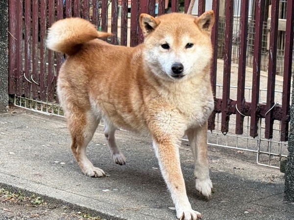 �� ����܂� �Č� �a�̎R�� 35503