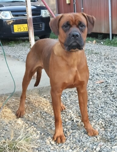 �� ����܂� �~�b�N�X�� ��ʌ� 35517