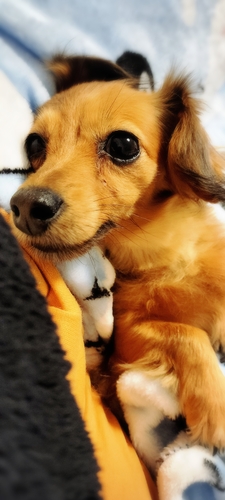 �� ����܂� �J�j�w���_�b�N�X ���Ɍ� 35519