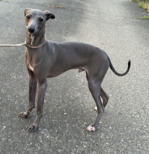 �� ����܂� �C�^���A���O���[�n�E���h �Ȗ،� 35521