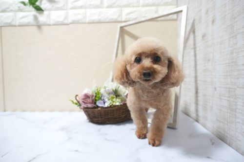 �� ����܂� �g�C�v�[�h�� ���ꌧ 35522