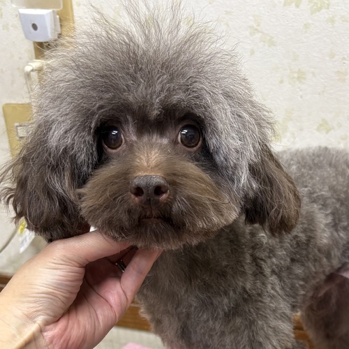 �� ����܂� �g�C�v�[�h�� �É��� 35529