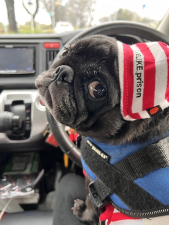 �� ����܂� �p�O ��t�� 35535