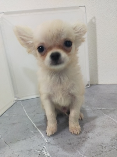 �� ����܂�  �{�茧 35539