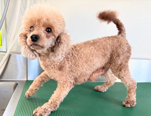 �� ����܂� �g�C�v�[�h�� ��ʌ� 35545