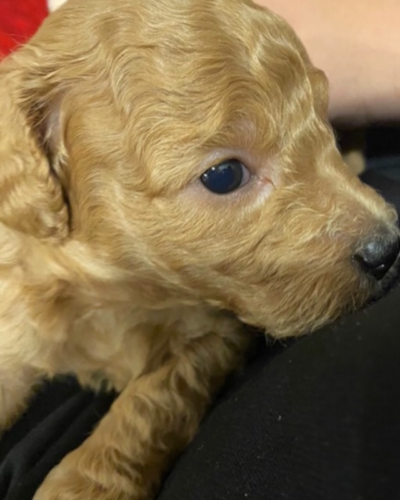 �� ����܂�  ���s�{ 35547