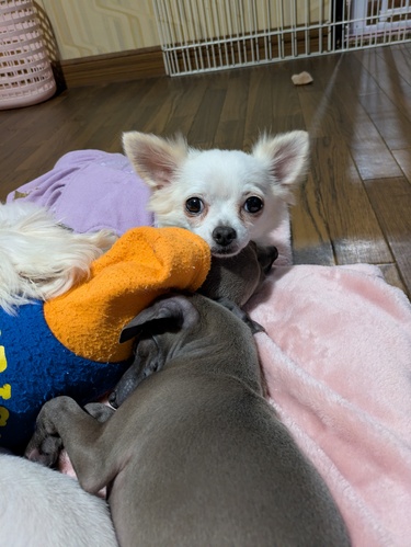 �� ����܂� �`���� �{�錧 35554