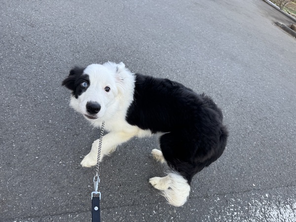 �� ����܂� �{�[�_�[�R���[ �����s 35561