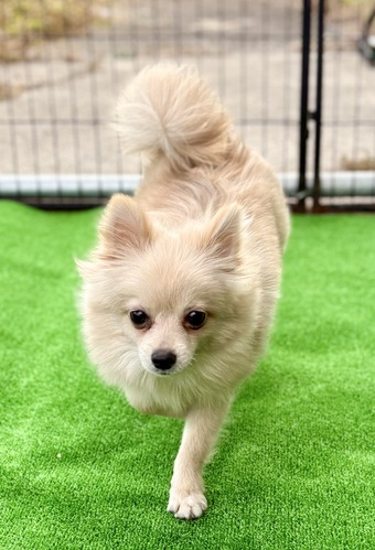 �� ����܂� �|�����j�A�� ��ʌ� 35574