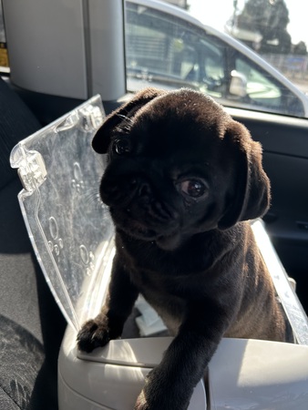 �� ����܂� �p�O �Ȗ،� 35579