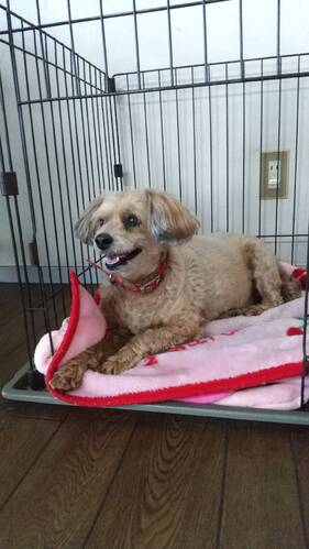 �� ����܂� �|�����j�A���ƃg�C�v�[�h���̃~�b�N�X ��ʌ� 35582