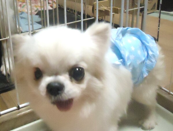 �� ����܂� �����O�`���� ���{ 35584