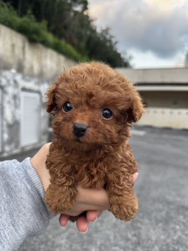 �� ����܂� �v�[�h�� ����J 35586