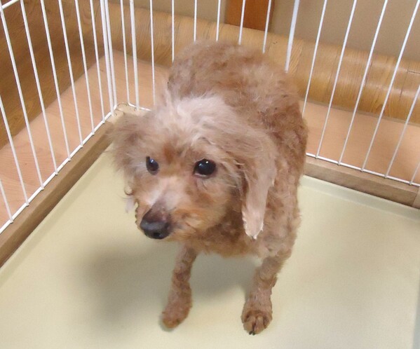 �� ����܂� �g�C�v�[�h�� ���{ 35589