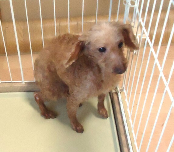 �� ����܂� �g�C�v�[�h�� ���{ 35590