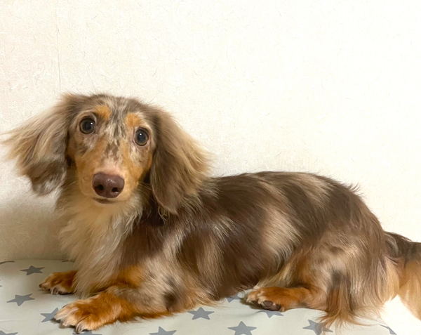 �� ����܂� �J�j���w���_�b�N�X ���Ɍ� 35595