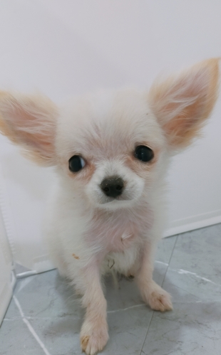 �� ����܂�  �{�茧 35599