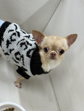 �� ����܂� �`����(�X���[�X) ���ꌧ 35603