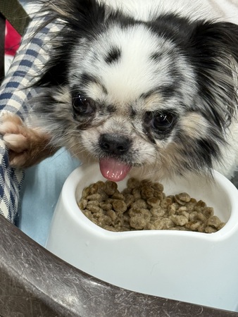 �� ����܂� �`����(�����O�R�[�g) ���ꌧ 35604