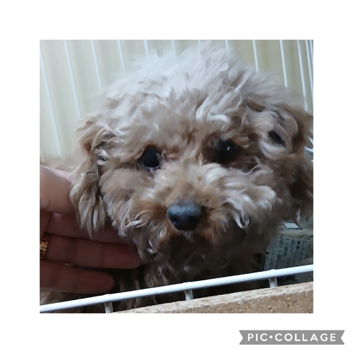 �� ����܂� �g�C�v�[�h�� ��t�� 35609