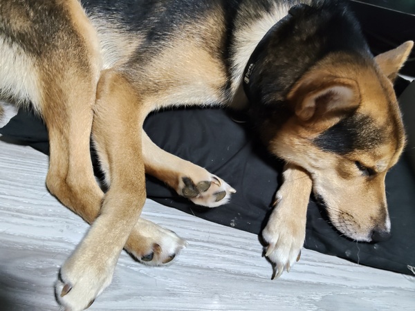 �� ����܂� �G�� ��錧 35642