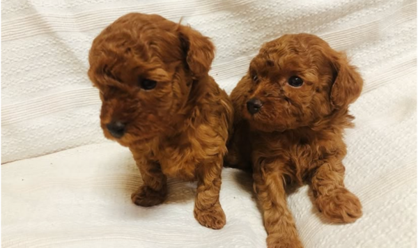 �� ����܂�  ���Ɍ� 35644