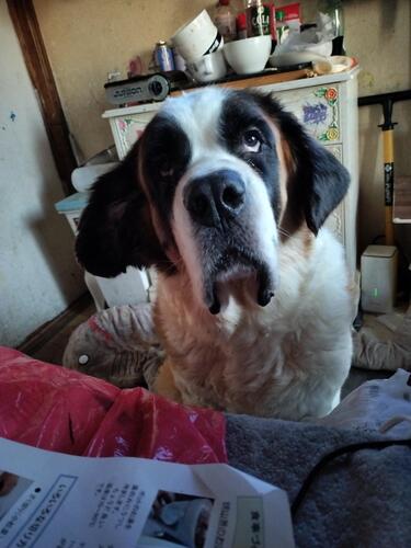 �� ����܂� �Z���g�o�[�i�[�h ��ʌ� 35648