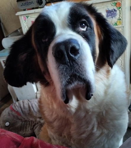 �� ����܂� �Z���g�o�[�i�[�h ��ʌ� 35658