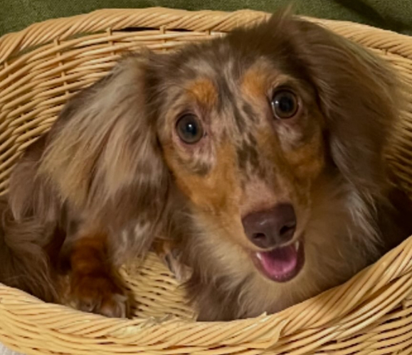 �� ����܂� �J�j���w���_�b�N�X ���{ 35662