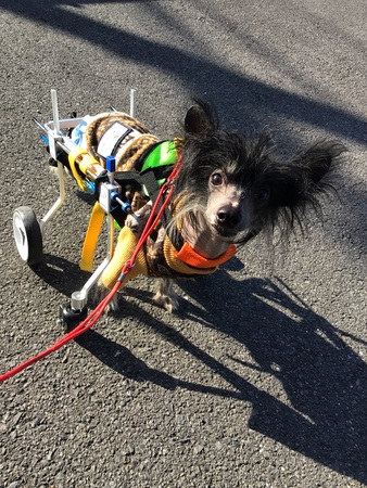 �� ����܂� �`���C�j�[�Y�N���X�e�b�h�h�b�O ��t�� 35663