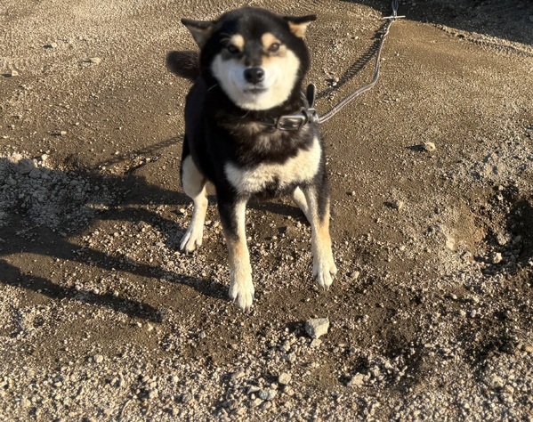 �� ����܂� �����ȎČ� ���쌧 35671