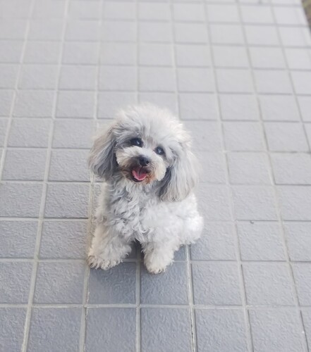 �� ����܂� �g�C�v�[�h�� �{�錧 35672