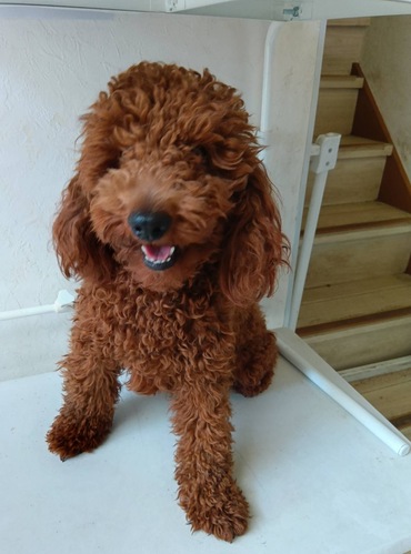 �� ����܂� �g�C�v�[�h�� ���{ 35676