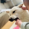 犬の里親 募集 白い柴犬です 35703