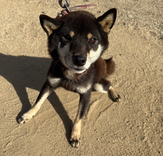 �� ����܂� ���� ���쌧 35728