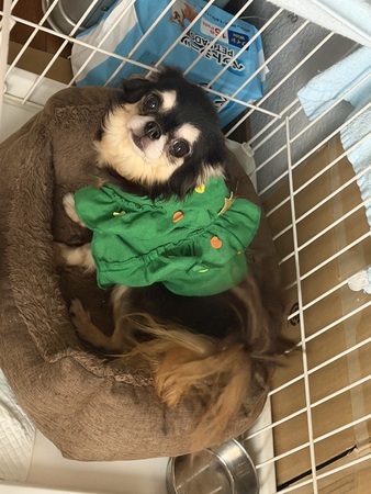 �� ����܂� �`���� �X�� 35732