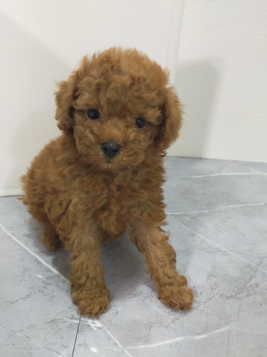 �� ����܂�  �{�茧 35738