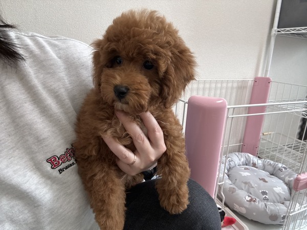 �� ����܂� �g�C�v�[�h�� �����s 35745