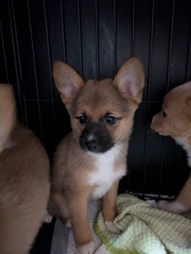 �� ����܂� ����Mix�|�� �{�茧 35752