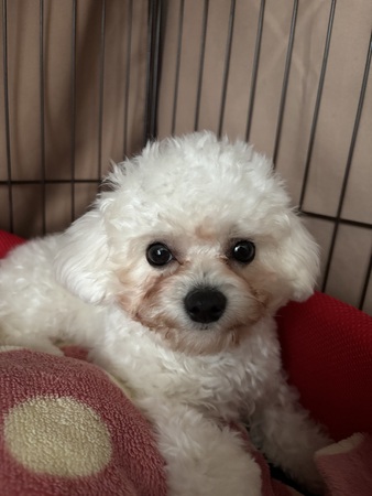 �� ����܂� �|���r�V���� ��ʌ� 35764