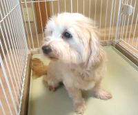 �� ����܂� �g�C�v�[�h�� ���{ 35766