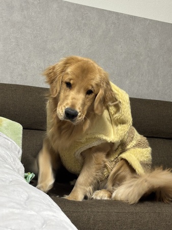 �� ����܂� �S�[���f�����g���o�[ ���ꌧ 35767