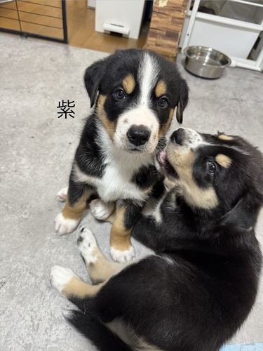 �� ����܂� MIX ���{ 35771