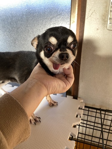 �� ����܂� �`���� ���ꌧ 35780