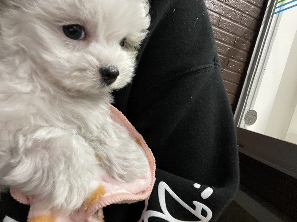 �� ����܂� �`���}�� ����J 35792