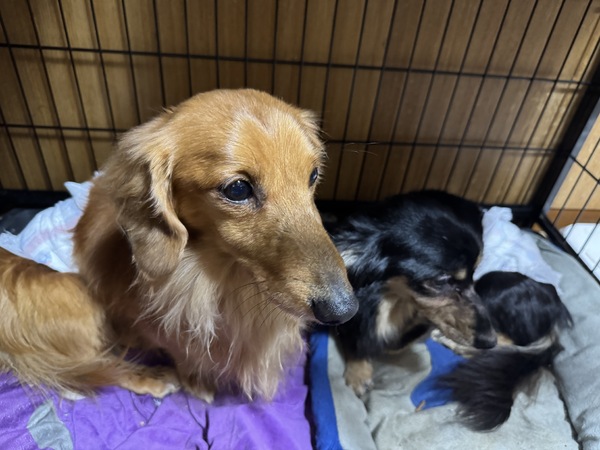 �� ����܂� �_�b�N�X�t���h �ޗǌ� 35793